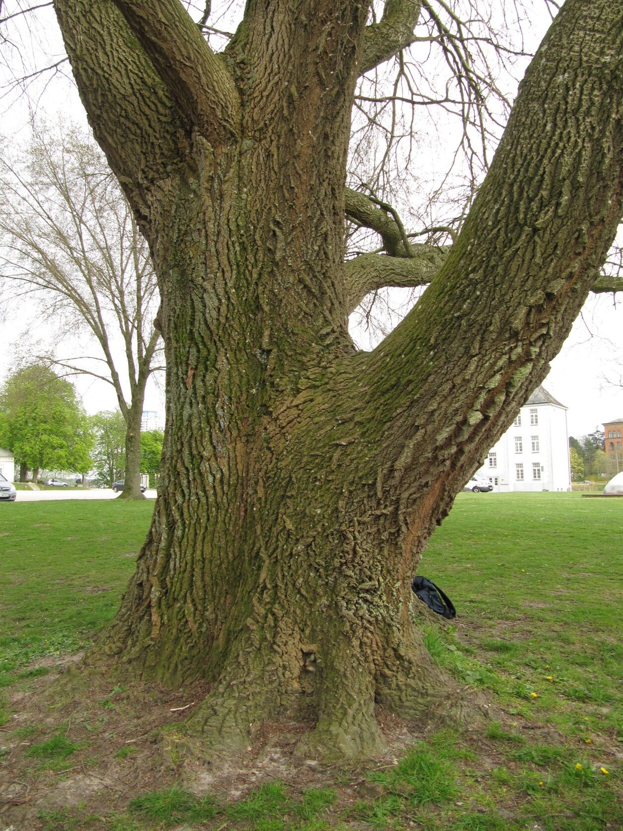 Populus × canescens - Schloss Gottorf - April 2022