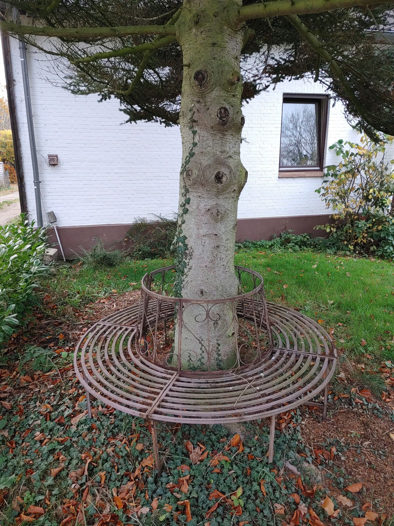 Abies koreana - Bilschau - November 2022