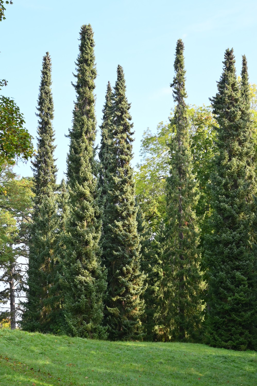 Picea omorika - Kassel-Wilhelmshöhe - 2021