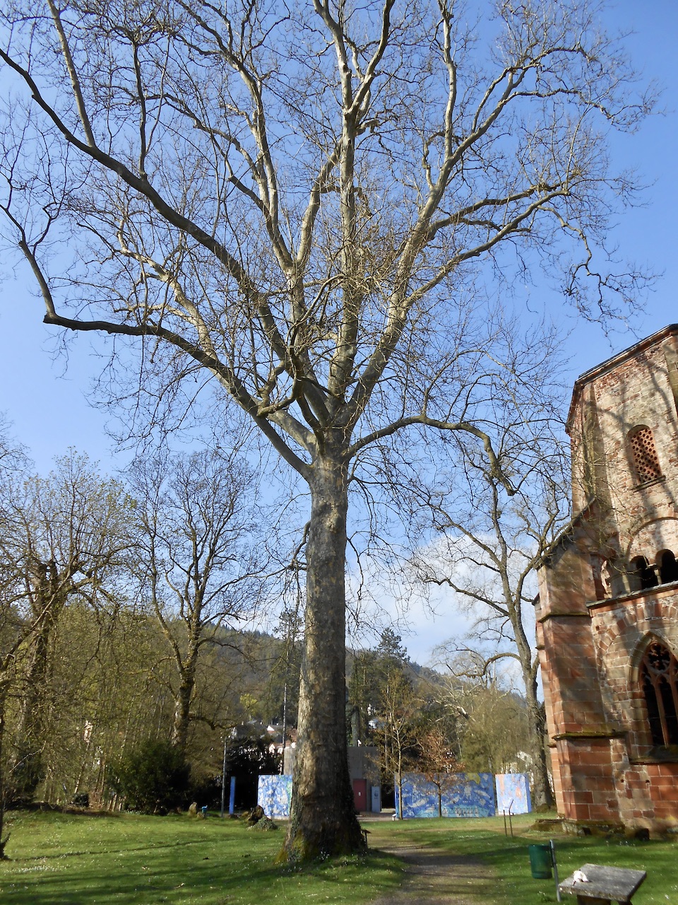 Platanus × hispanica - Mettlach - April 2022