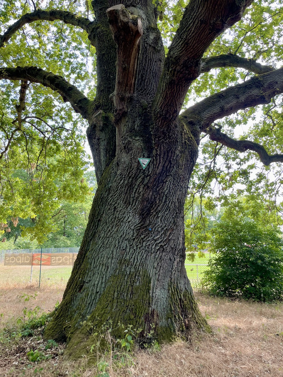 Quercus robur - Hanau-Steinheim DJK-Sportplatz - Juni 2023
