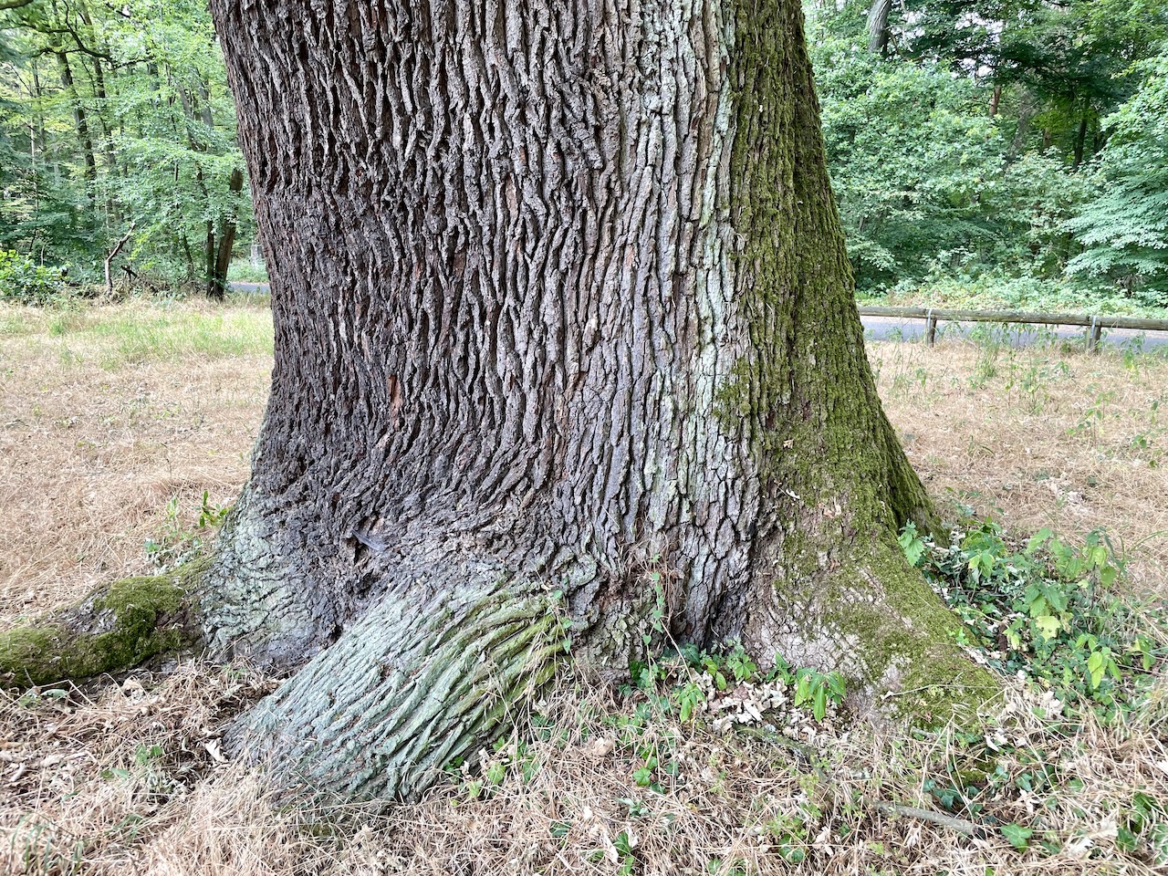 Quercus robur - Hanau-Steinheim DJK-Sportplatz - Juni 2023