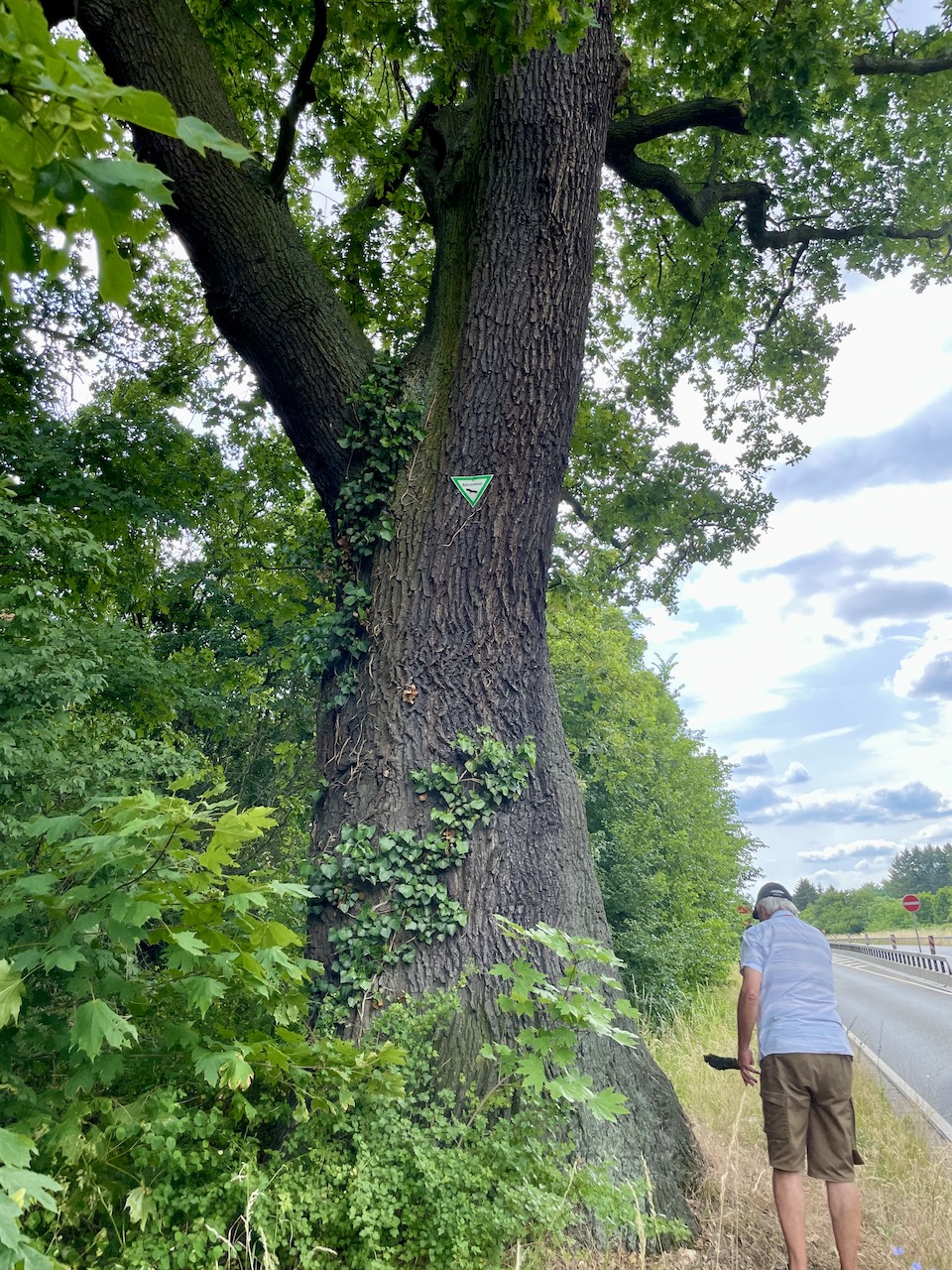 Quercus robur - Hanau-Steinheim B45 - Juni 2023