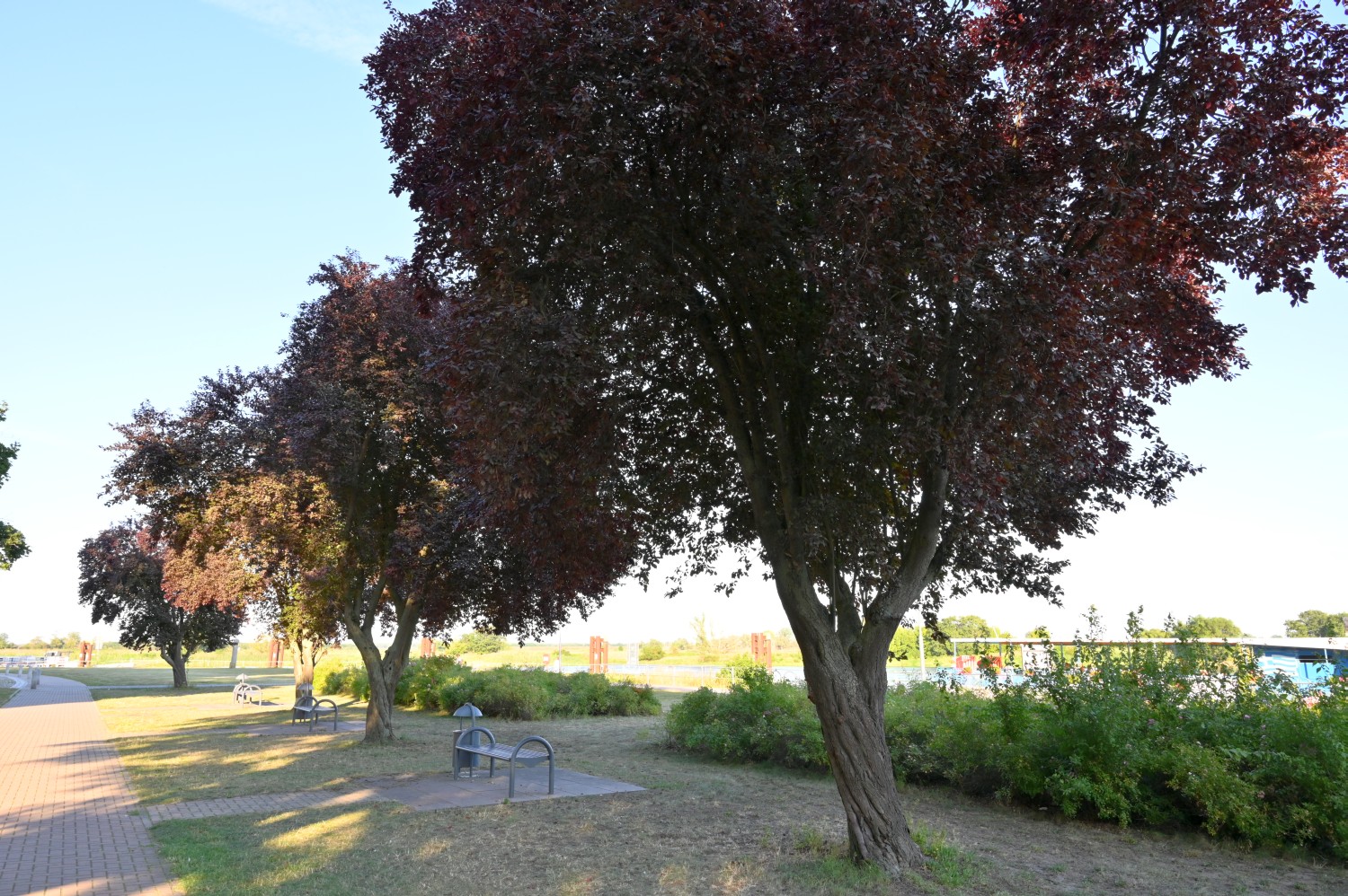 Prunus cerasifera 'Nigra' - Tangermünde - 2020