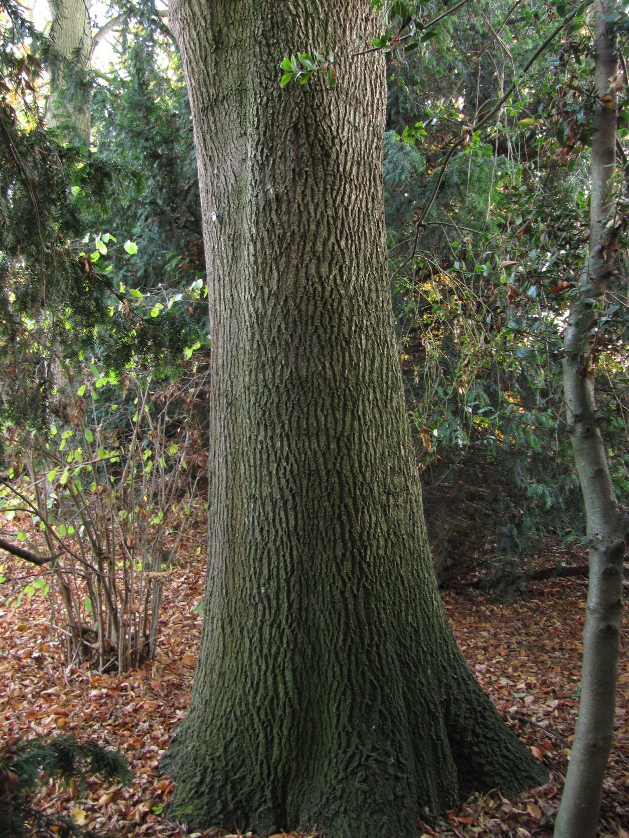 Fraxinus angustifolia - Hohentorspark