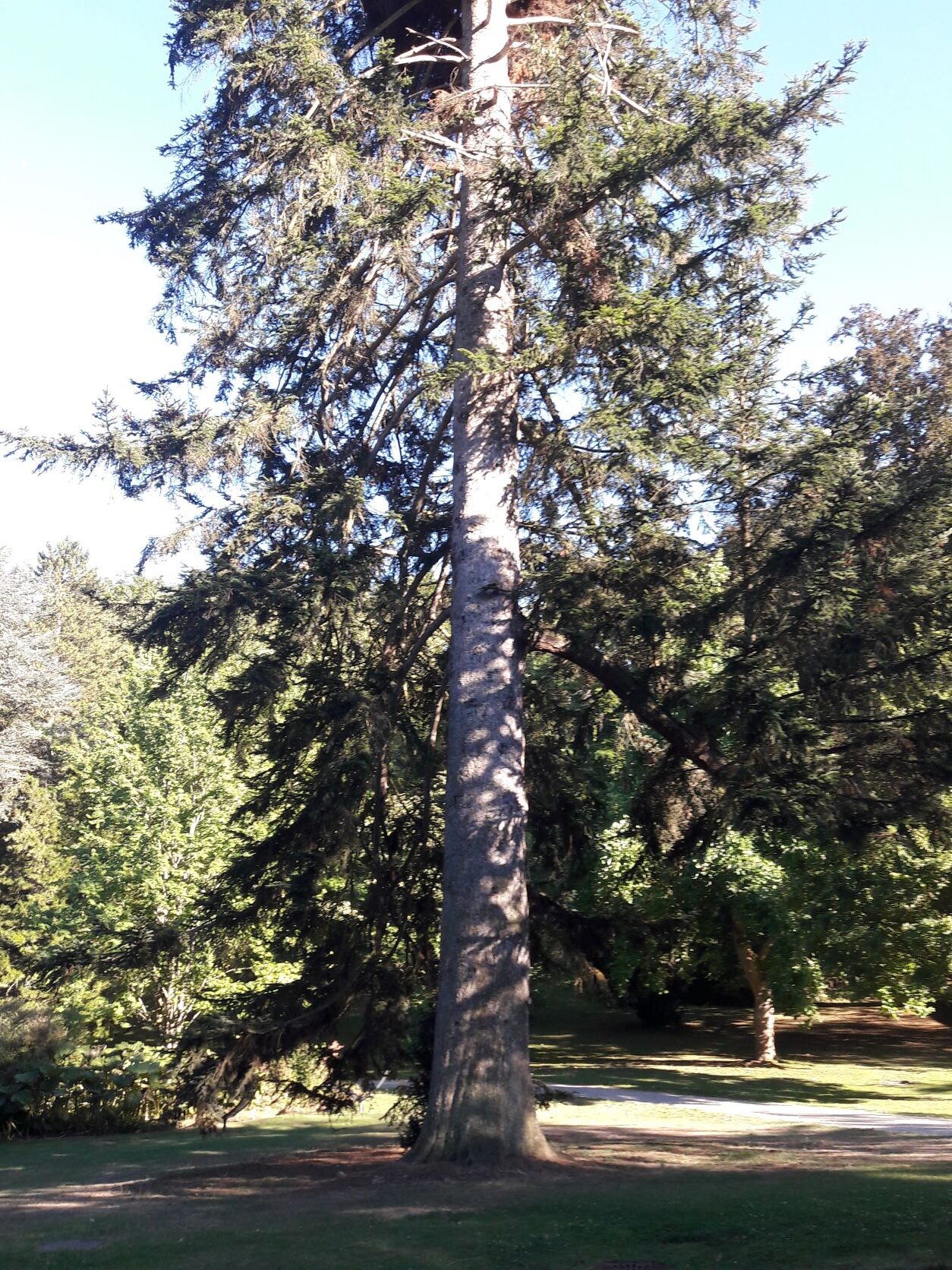 Abies nordmanniana - Bad Wildungen - August 2022