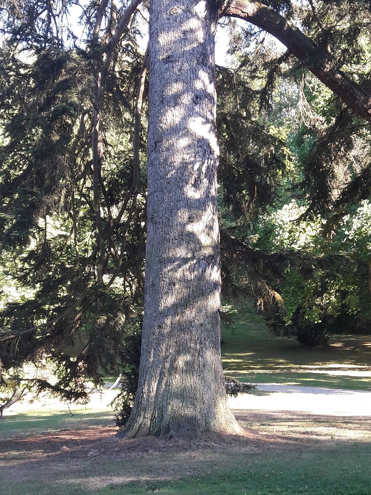 Abies nordmanniana - Bad Wildungen - August 2022