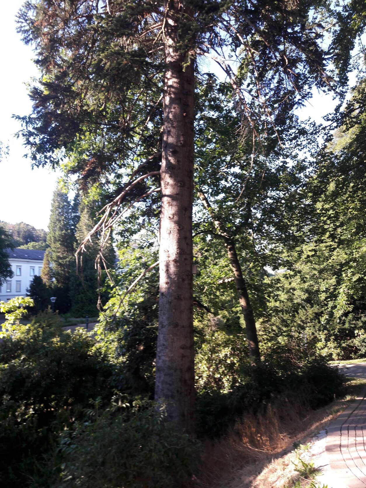 Abies alba - Kurpark Bad Wildungen - August 2022