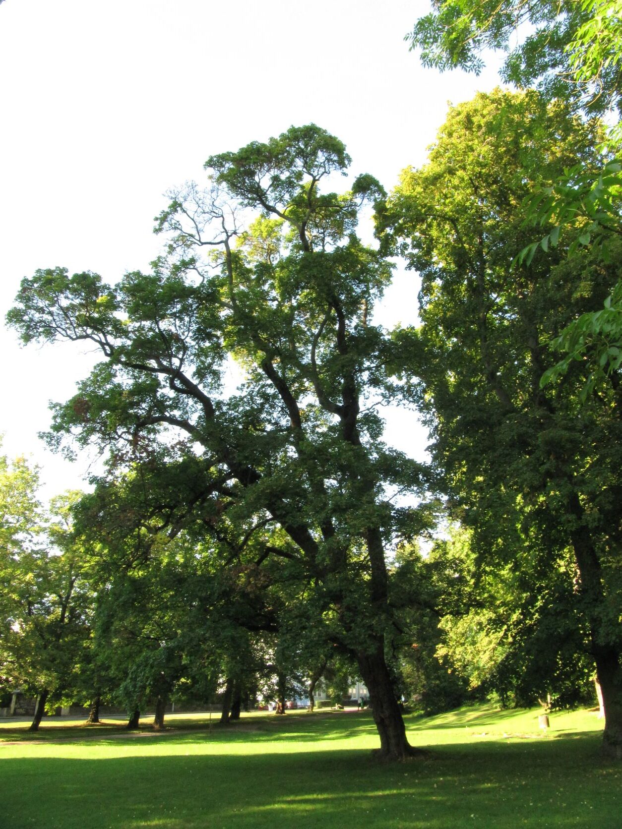 Acer campestre - Schlosspark Gotha - 2021