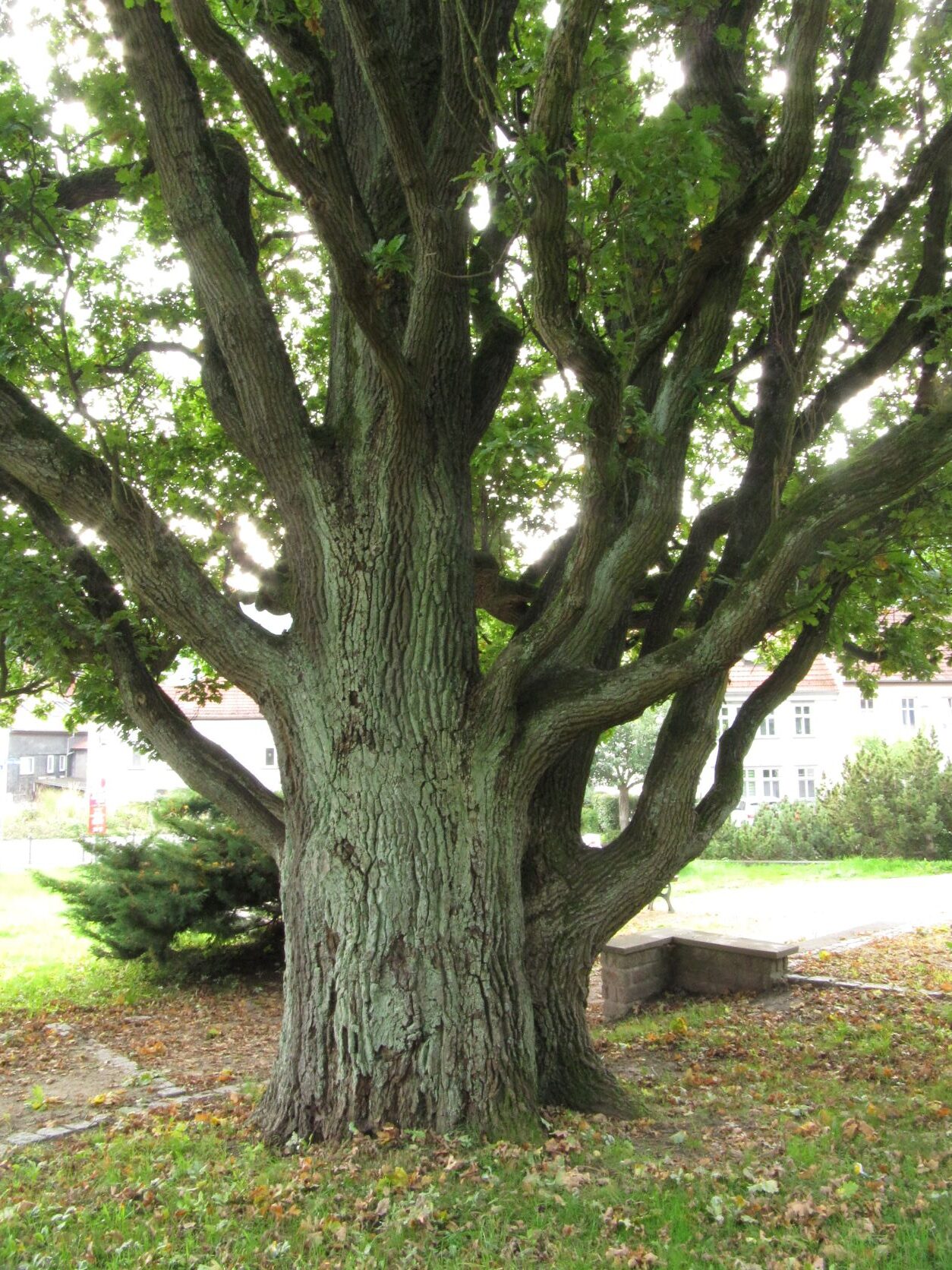 Quercus robur Fastigiata-Gruppe - Friedrichroda - 2021