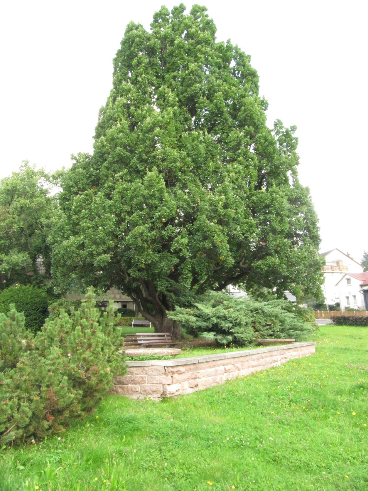 Quercus robur Fastigiata-Gruppe - Friedrichroda - 2021